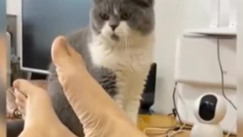 kittens fussing over things #2