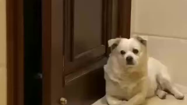 The cat be like : wrong place, gotta find another 😂😂❤️| funny cat and dog video #Shorts
