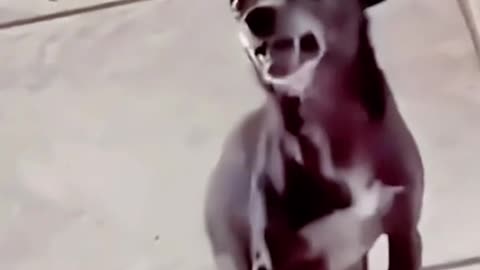 funy dog