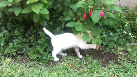little kittens playing