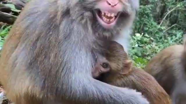 my poor monkey #video