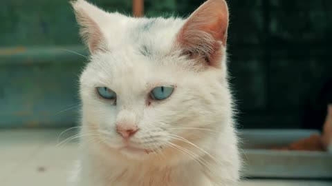 Cat pound. Close-up shot of white homeless stray cat living in the animal shelter