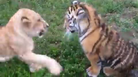 Baby Tiger & Baby lion Fighting! Very Funny