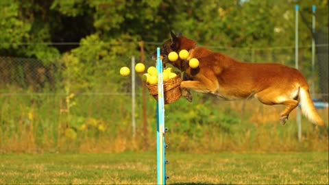 Dog training for aggressiveness.