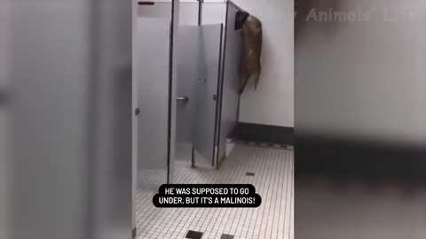 The dog climbs into the toilet to the owner