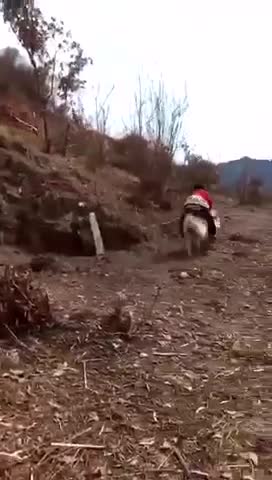 Have you seen anyone riding a pig?