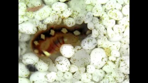 A monster from the ocean in an aquarium.