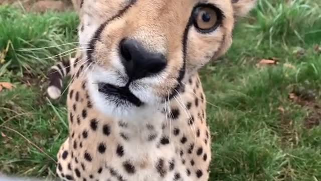 The Leopard Roars Behind The Fence with its Sharp Teeth