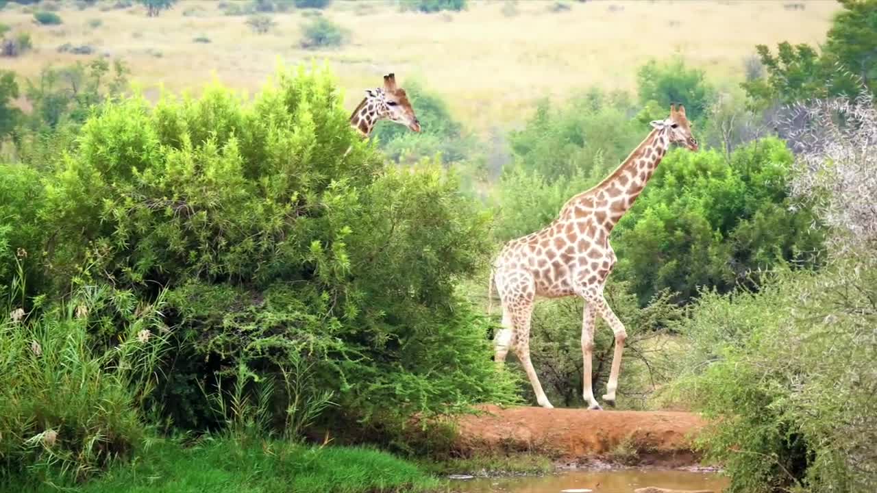 Amazing Animals Giraffe #Nature #Giraffe #animals