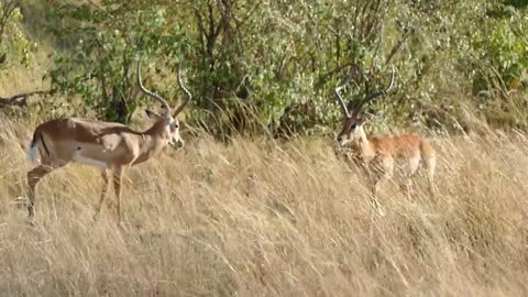 African gazelle males