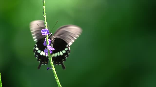 Common Mormon Butterfly