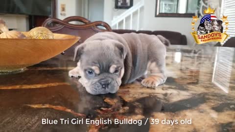 Cute puppy English bulldog 39 días / blue Tri girl bulldog