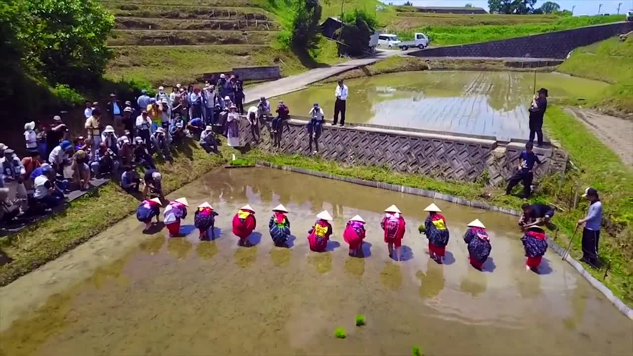 Drone Evasion - Planting Rice