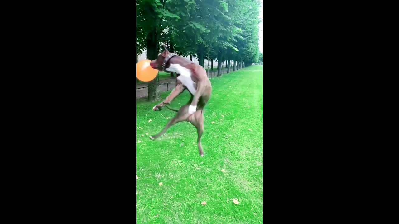 DOG vs. BALLOONS V, SPIRAL OF DEATH