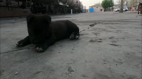 Puppy happily eats bones