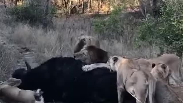 Buffalo was killed by 5 lions..