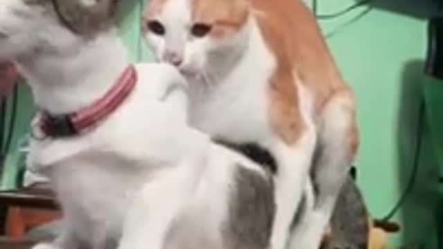 Cat 😸 mating video 😂