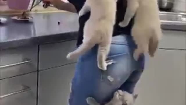 So cute kittens climb their mom as they couldn't wait for food