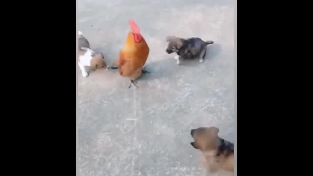 Funny Fight Videos - Chicken VS Dog