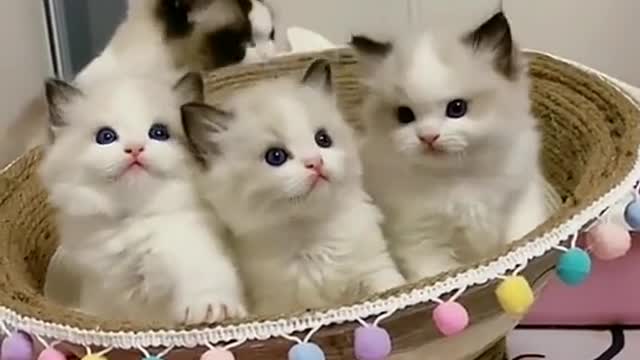 Aww cute cat family