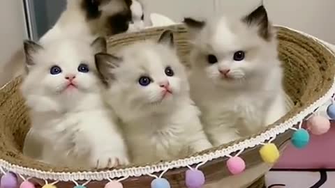 Aww cute cat family