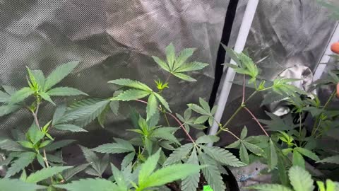 Pheno hunting tips growing exotic weed ep2.