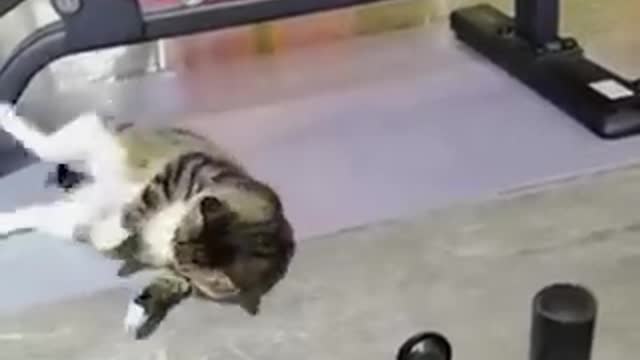 funny cats and dogs try not to lough
