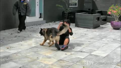 Best dog training very nice dog