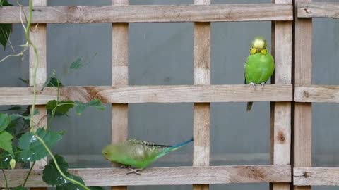 Birt muy bello
