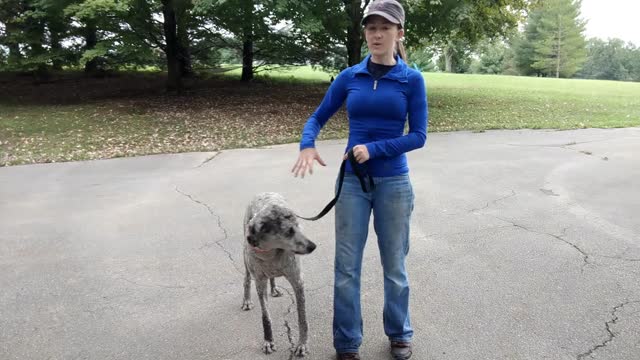 Presenting Prong Collar and Teaching Heel