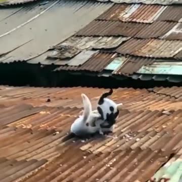 The Kungfu Cat😼 Try Not Laugh