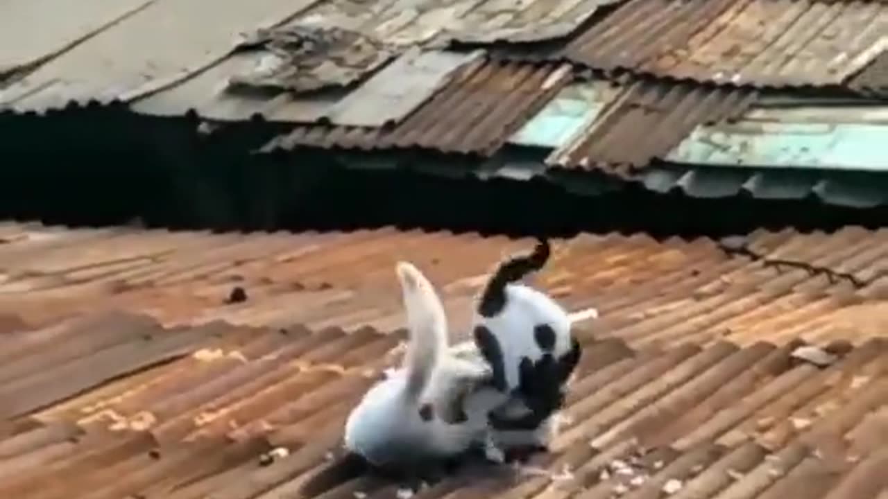 The Kungfu Cat😼 Try Not Laugh