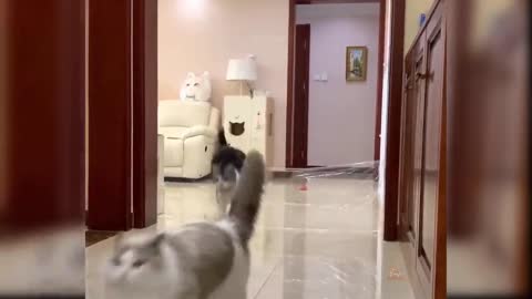 Cute cat video