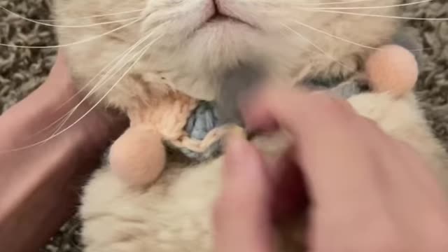 dial-cat-cutecat-cat #short