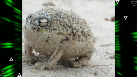 Frogs Small animals funny video, frogs vs cats funny video