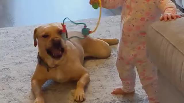 Cute baby playing with pet