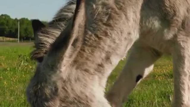 Donkey Eating in the Grass Field