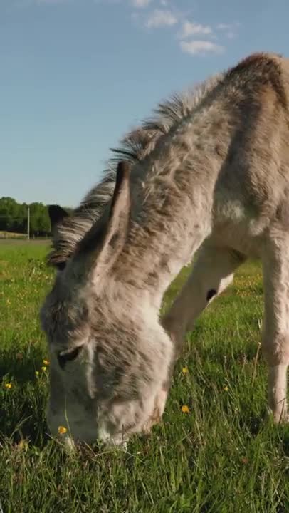 Donkey Eating in the Grass Field