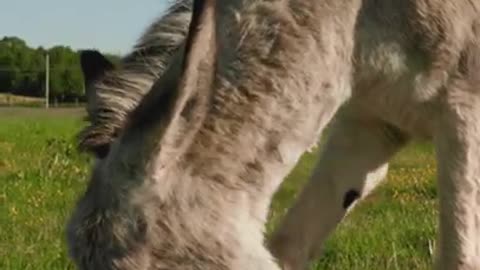 Donkey Eating in the Grass Field