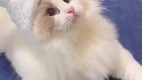 How cute this beautiful kitten cat