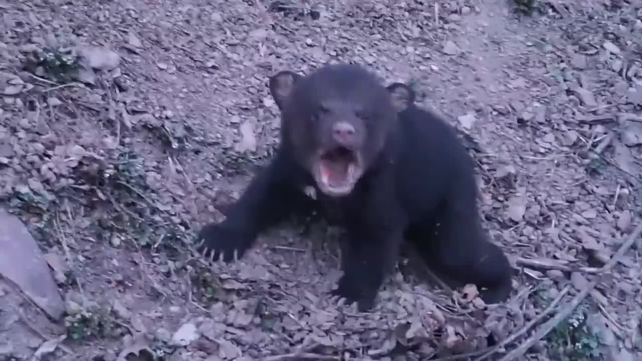 A little black bear cub very scared crying for his mama... Heart breaking... 😢😢😢