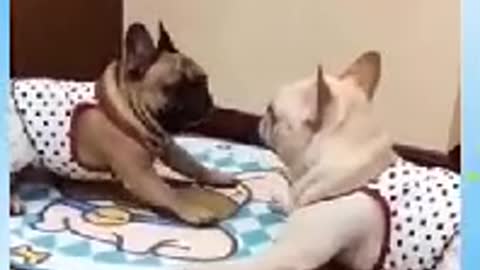 Funny animals video compilation cats and dogs