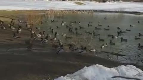 Amanda Grace Talks..Noahs Ark Animal Sanctuary Duck Exodus to Dinner!!