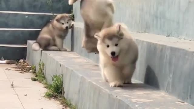 Funniest and Cutest Puppies, Funny Puppy Video 2022 Ep770