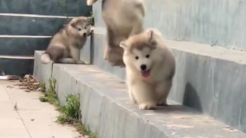 Funniest and Cutest Puppies, Funny Puppy Video 2022 Ep770