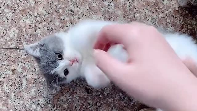 Happy time for the cute cat