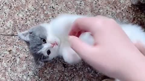 Happy time for the cute cat