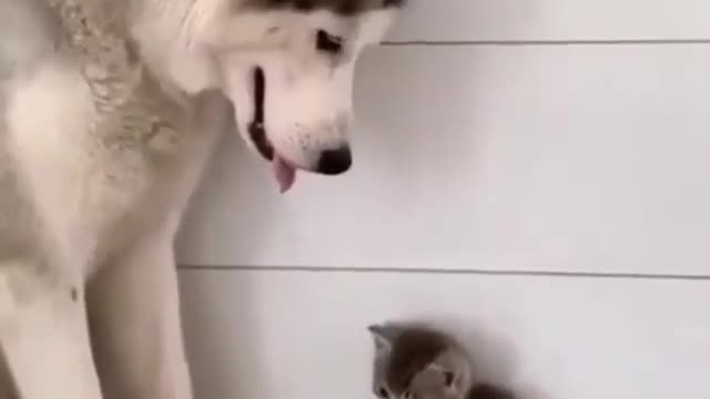 look what this dog did to this cat