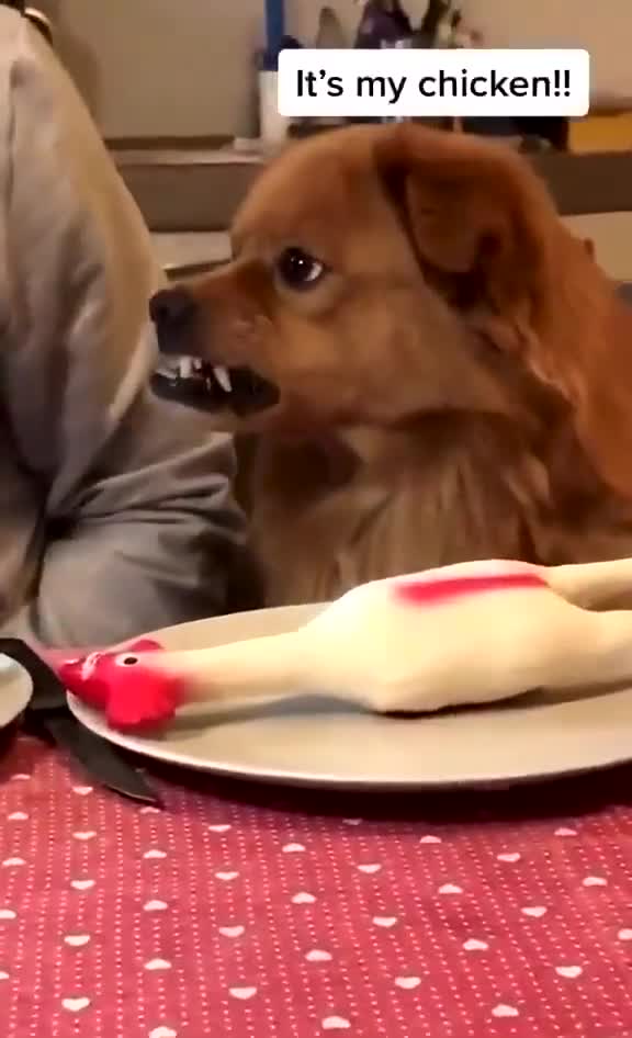 dog and food