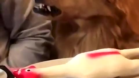 dog and food